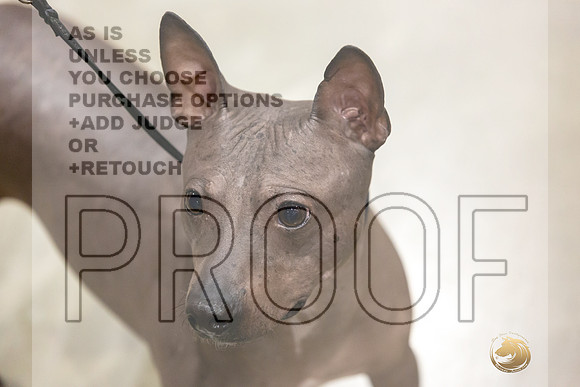 American Hairless Terrier #11 Rings-JJL_0717-HOUSTON21-HR3