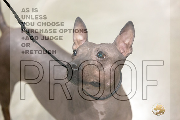American Hairless Terrier #11 Rings-JJL_0719-HOUSTON21-HR3