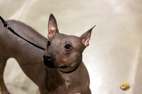 American Hairless Terrier #11 Rings