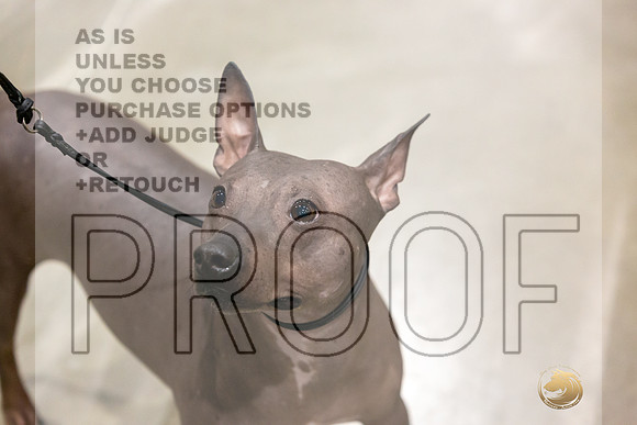 American Hairless Terrier #11 Rings-JJL_0716-HOUSTON21-HR3