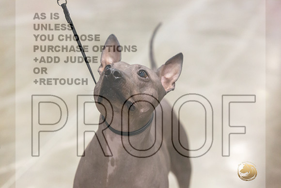 American Hairless Terrier #11 Rings-JJL_0723-HOUSTON21-HR3