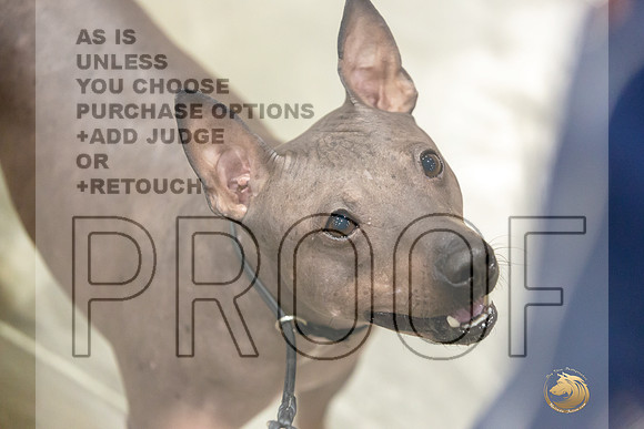 American Hairless Terrier #11 Rings-JJL_0731-HOUSTON21-HR3