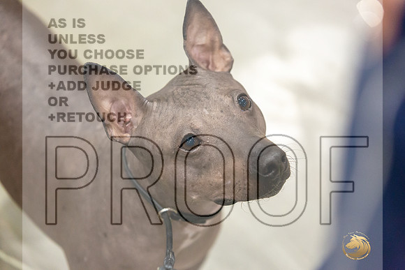 American Hairless Terrier #11 Rings-JJL_0732-HOUSTON21-HR3
