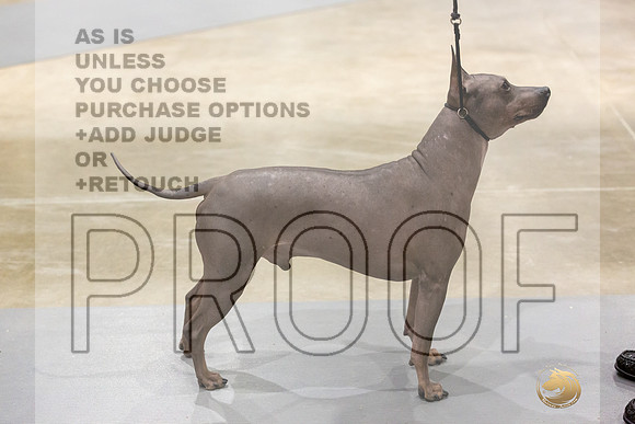 American Hairless Terrier #11 Rings-JJL_0736-HOUSTON21-HR3