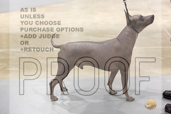American Hairless Terrier #11 Rings-JJL_0737-HOUSTON21-HR3