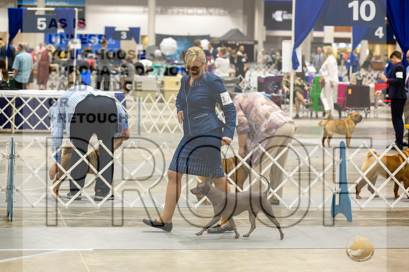 American Hairless Terrier #11 Rings-JJL_0745-HOUSTON21-HR3