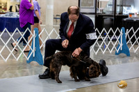 Boykin Spaniel #11 Rings Jay