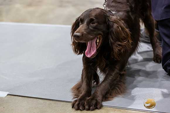 Boykin Spaniel #11 Rings Jay-JJL_0296-HOUSTON21-HR3