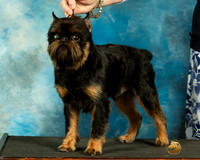 Brussels Griffon 2 Elena