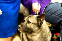 Norwegian Elkhound Rings