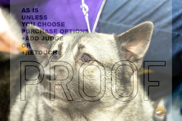 Norwegian Elkhound Rings-JJL_0530-HOUSTON21-HR3