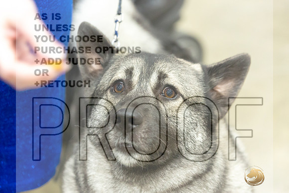 Norwegian Elkhound Rings-JJL_0534-HOUSTON21-HR3
