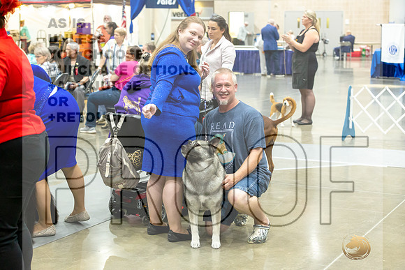 Norwegian Elkhound Rings-JJL_0539-HOUSTON21-HR3