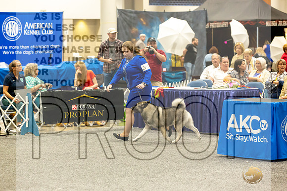 Norwegian Elkhound Rings-JJL_0541-HOUSTON21-HR3