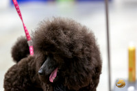 Poodle Miniature #26 Rings