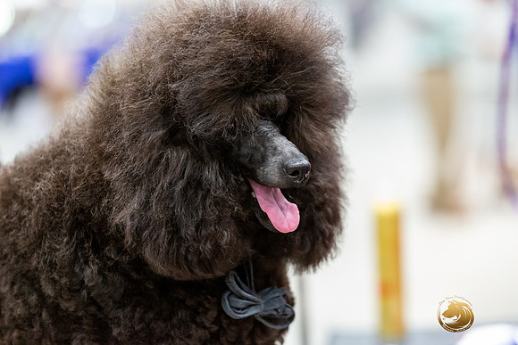 Poodle Miniature #26 Rings-JJL_0177-HOUSTON21-HR3