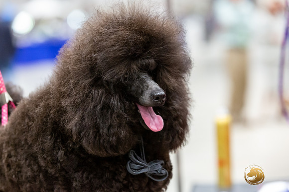 Poodle Miniature #26 Rings-JJL_0178-HOUSTON21-HR3