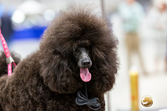 Poodle Miniature #26 Rings-JJL_0179-HOUSTON21-HR3