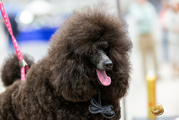 Poodle Miniature #26 Rings-JJL_0180-HOUSTON21-HR3