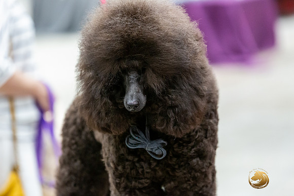 Poodle Miniature #26 Rings-JJL_0185-HOUSTON21-HR3