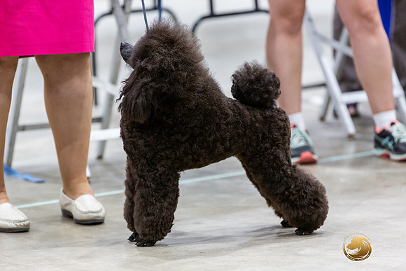 Poodle Miniature #26 Rings-JJL_0189-HOUSTON21-HR3