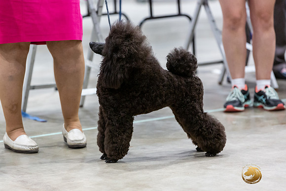 Poodle Miniature #26 Rings-JJL_0188-HOUSTON21-HR3