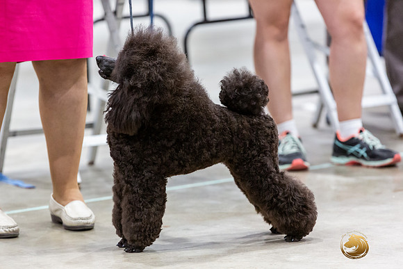 Poodle Miniature #26 Rings-JJL_0190-HOUSTON21-HR3