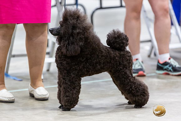 Poodle Miniature #26 Rings-JJL_0191-HOUSTON21-HR3