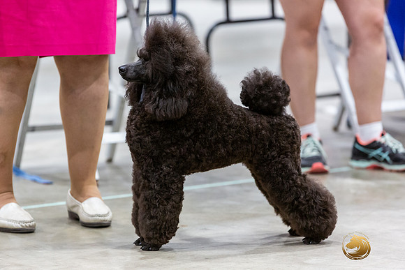 Poodle Miniature #26 Rings-JJL_0192-HOUSTON21-HR3