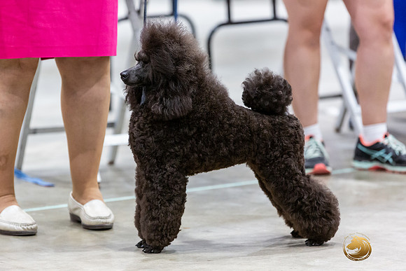 Poodle Miniature #26 Rings-JJL_0193-HOUSTON21-HR3