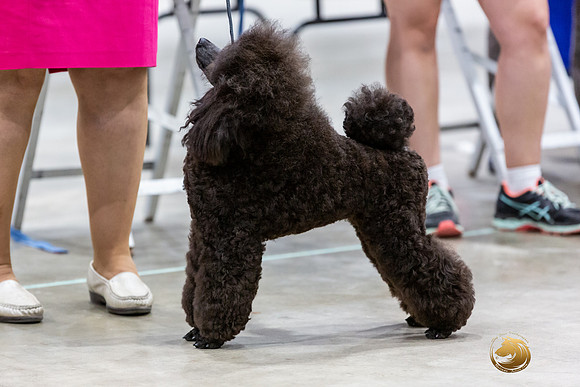 Poodle Miniature #26 Rings-JJL_0194-HOUSTON21-HR3