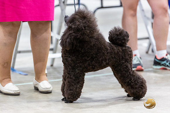 Poodle Miniature #26 Rings-JJL_0195-HOUSTON21-HR3