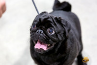 Pug #7 Rings Susan