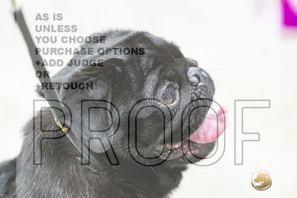 Pug #7 Rings Susan-JJL_0100-HOUSTON21-HR3