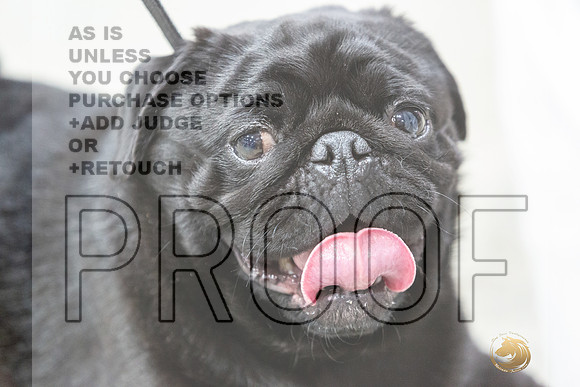 Pug #7 Rings Susan-JJL_0102-HOUSTON21-HR3