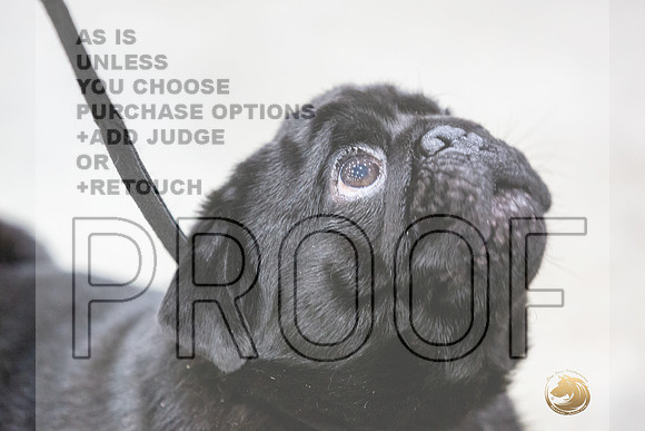 Pug #7 Rings Susan-JJL_0103-HOUSTON21-HR3