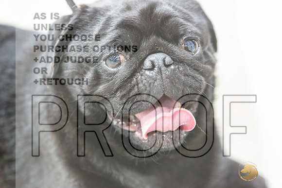 Pug #7 Rings Susan-JJL_0101-HOUSTON21-HR3