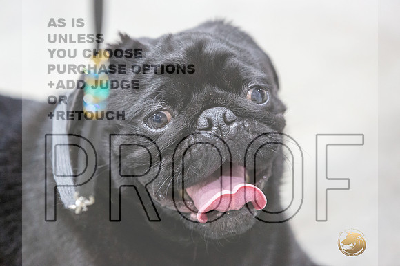 Pug #7 Rings Susan-JJL_0104-HOUSTON21-HR3