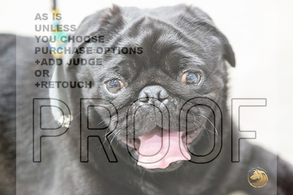 Pug #7 Rings Susan-JJL_0105-HOUSTON21-HR3