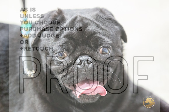 Pug #7 Rings Susan-JJL_0106-HOUSTON21-HR3