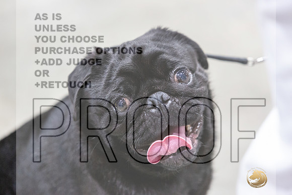 Pug #7 Rings Susan-JJL_0108-HOUSTON21-HR3