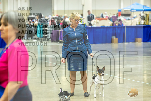 Rat Terrier Rings-JJL_0801-HOUSTON21-HR3