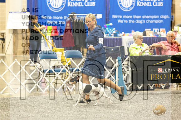 Rat Terrier Rings-JJL_0806-HOUSTON21-HR3