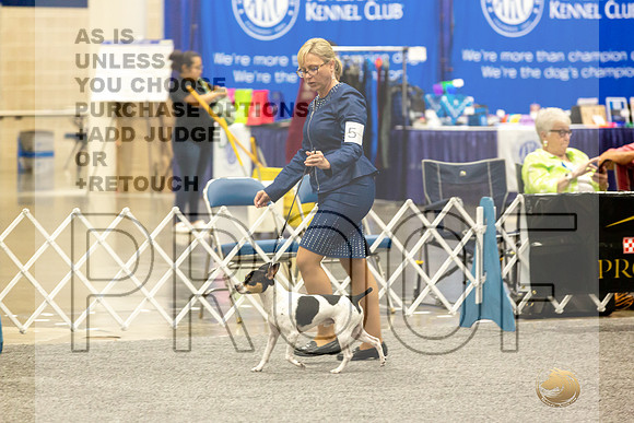Rat Terrier Rings-JJL_0807-HOUSTON21-HR3