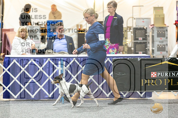 Rat Terrier Rings-JJL_0812-HOUSTON21-HR3