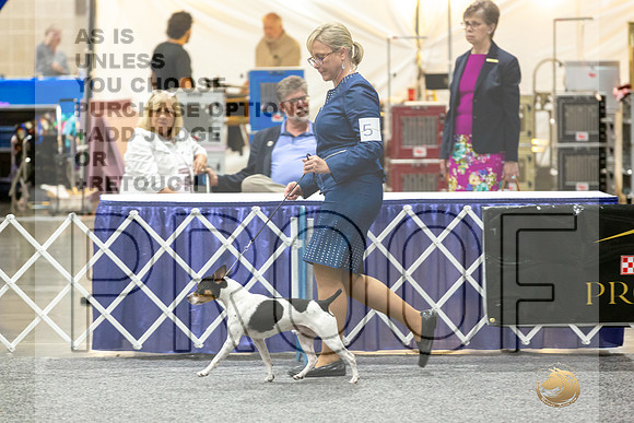 Rat Terrier Rings-JJL_0813-HOUSTON21-HR3