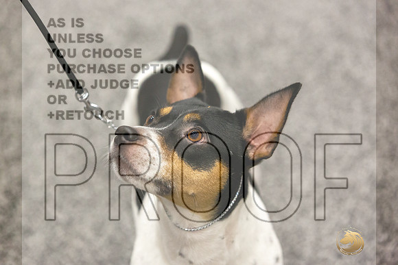 Rat Terrier Rings-JJL_0832-HOUSTON21-HR3