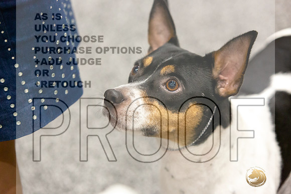 Rat Terrier Rings-JJL_0834-HOUSTON21-HR3