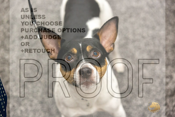 Rat Terrier Rings-JJL_0838-HOUSTON21-HR3