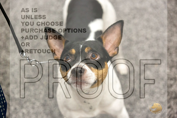 Rat Terrier Rings-JJL_0839-HOUSTON21-HR3
